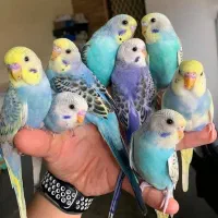 مرغ عشق های فوق دستی و خوش تیپ و زیبا