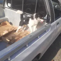 سگ پامر روباهی