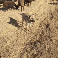 سگ جوان و گله ای و نگهبان|سگ|سجاس رود, |دیوار