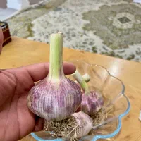 سیرمحلی|خوردنی و آشامیدنی|نکا, |دیوار