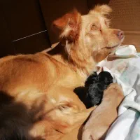 گمشده  همراه با مژدگونی لطفا برش گردونید