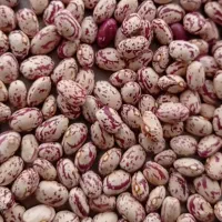 بذر لوبیا چیتی سراب