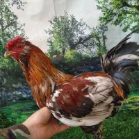 تخم مرغ نطفه دار گلین لری|حیوانات مزرعه|مشهد, چاهشک|دیوار