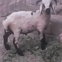 گوسفند فروشی