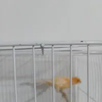 گرینچیک.. قناری