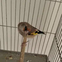 ماده سهره گل بلند|پرنده|کرمان, |دیوار