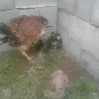 جوجه اردک و نیمچه اردک