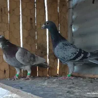 کبوتر ضمانتی|پرنده|سربیشه, |دیوار