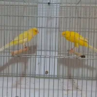 قناری رسمی بلند|پرنده|باغ بهادران, |دیوار