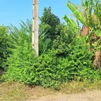 فروش باغ و زمین قابل تهاتر با آپارتمان و مغازه|فروش زمین و ملک کلنگی|تهران, دریان‌نو|دیوار