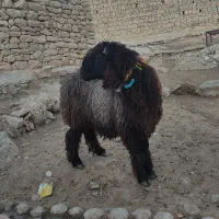 بره قوچی.میش