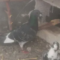 کبوتر مسافتی