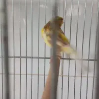 قناری نر جوان