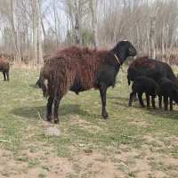 قوچ جوان دامازلیخ