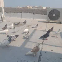 کبوتر
