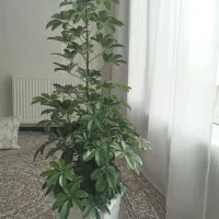 گل اپارتمانی