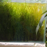 گیاه گندومی|ماهی|اصفهان, قهاب جنوبی|دیوار
