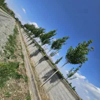 5600-متر-باغ-سند-تک-برگ