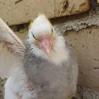 طوقی|پرنده|کاکاوند, |دیوار