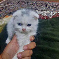 گربه اسکاتیش