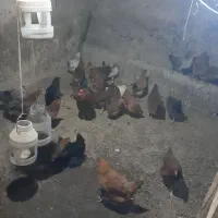 مرغ خانگی|حیوانات مزرعه|کوهسار (آذربایجان), |دیوار