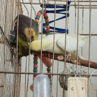 عروس هلندی و جوجه|پرنده|یاسوج, |دیوار