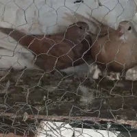 مفلق دمگیر زرد وسرخ آفتاب نخورده|پرنده|خمینی‌شهر, |دیوار