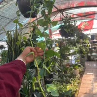 حراج بزرگ گل آپارتمانی و باغچه ای