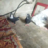 نروماده سیاه رسمی