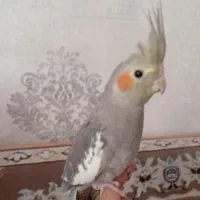 عروس هلندی لوتینو و سیامون  سخنگو