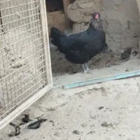 سلام مرغ سیاه ریشی چهل تاژ