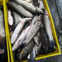 فروش ویژه ماهی|ماهی|گرگان, |دیوار