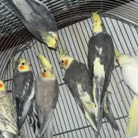 عروس هلندی نر و ماده|پرنده|زاهدان, |دیوار