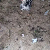 تخم‌مرغ نطفه دارگلین|حیوانات مزرعه|شاهین دژ, |دیوار