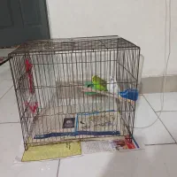 یک جفت مرغ عشق