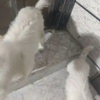 سگ شیتزو اری معاوضه میکنم|سگ|آزادشهر, |دیوار