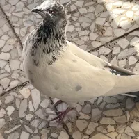 کبوتر نر جوان|پرنده|تهران, توحید|دیوار