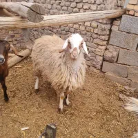 بره ماده محلی شاخی