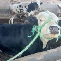 تلبسه سیمینتال چاق|حیوانات مزرعه|قم, انسجام|دیوار