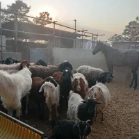 شیشک و بره ماده آبستن|حیوانات مزرعه|کهریزک, |دیوار