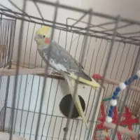 فروش عروس هلندی ماده