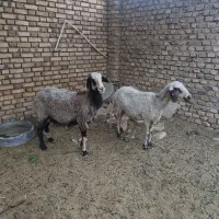 ۲عددمیش سالم|حیوانات مزرعه|یزد, |دیوار