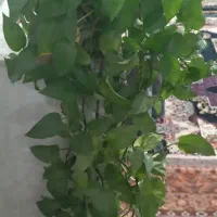 گل وگیاه طبیعی|گل و گیاه طبیعی|مراغه, |دیوار