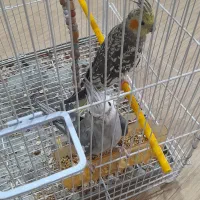 عروس هلندی|پرنده|ایرانشهر, |دیوار