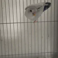 کوتوله بالفالو ماده آماده|پرنده|مشهد, یوسفیه (شهرک غرب)|دیوار