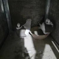 کبوتر طوقی|پرنده|شیراز, رکنآباد|دیوار