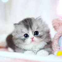 گربه های خاص و اصیل (پرشین بریتیش اسکاتیش)