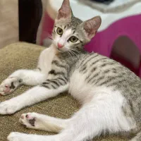واگذاری گربه بومی