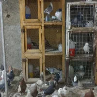 فروش