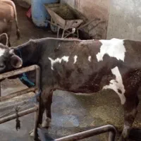 گوساله سیمینتال اصیل|حیوانات مزرعه|رشت, حومه رشت|دیوار